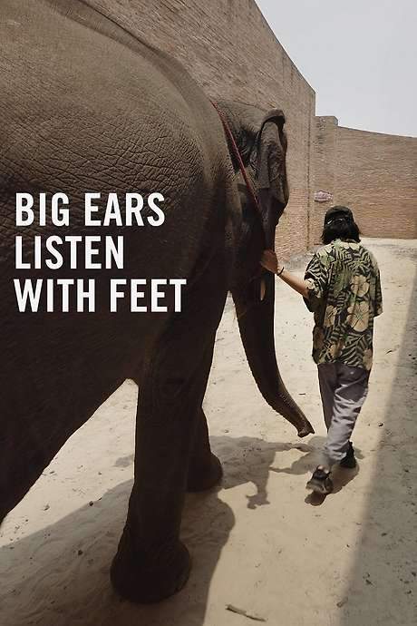 Big Ears Listen with Feet